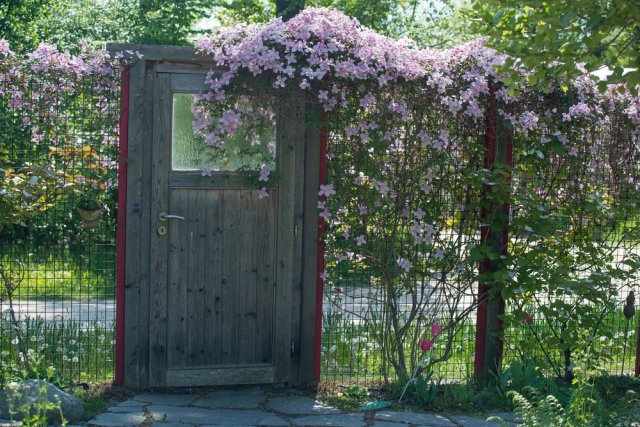 Клематисы на участке дизайн фото